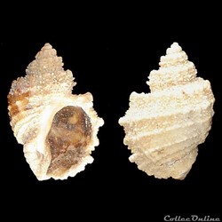 Cancellariidae - Solatia piscatoria (Gmelin, 1791)