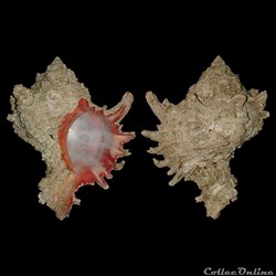Muricidae - Hexaplex duplex (Röding, 1798)