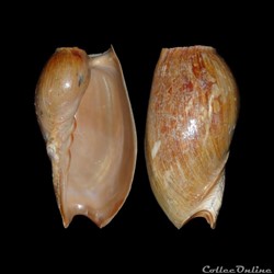 Volutidae - Cymbium pachyus (Pallary, 1930)
