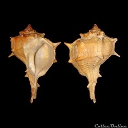 Muricidae - Bolinus brandaris (Linné, 1758)