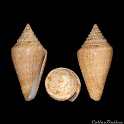 Tenorioconus granarius (Kiener, 1847)