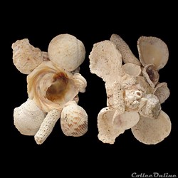 Xenophoridae - Xenophora conchyliophora (Born, 1780)