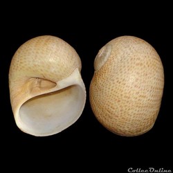 Naticidae - Naticarius stercusmuscarum (Gmelin, 1791)
