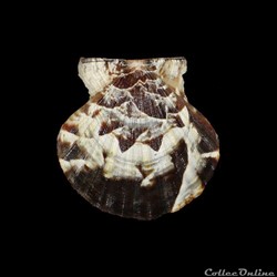 Pectinidae - Flexopecten glaber (Linné, 1758)