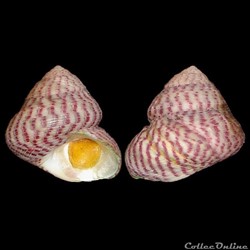 Trochidae - Steromphala divaricata (Linnaeus, 1758)