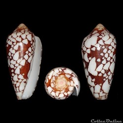 Darioconus episcopatus (da Motta, 1982)