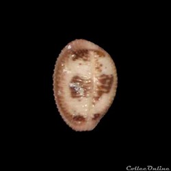 Triviidae - Pusula pediculus (Linné, 1758)