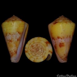 Boucheticonus dayriti (Röckel & da Motta, 1983)