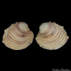 Veneridae - Circomphalus foliaceolamellosus (Dilwyn, 1817)