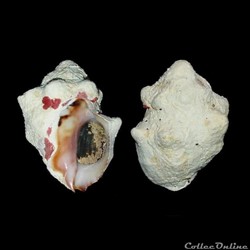 Muricidae - Vasula deltoidea (Lamarck, 1822)