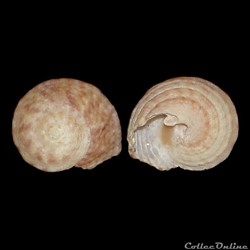 Modulidae - Modulus modulus (Linné, 1758)