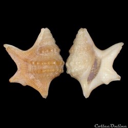 Aporrhaidae - Aporrhais senegalensis (Gray, 1838)