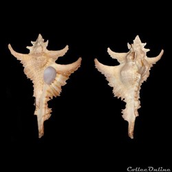 Muricidae - Purpurellus gambiensis (Reeve, 1845)