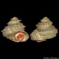 Turbinidae - Bolma rugosa (Linné, 1767)