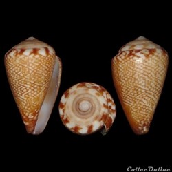 Conidae - Lautoconus (Africonus) evorai (Monteiro, Fernandes & Rolán, 1995)