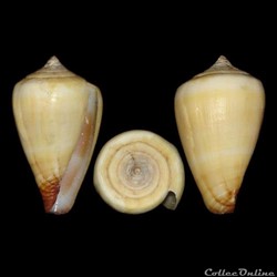 Lautoconus (Africonus) fuscoflavus (Röckel, Rolán & Monteiro, 1980)