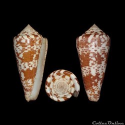 Calibanus thomae (Gmelin, 1791)