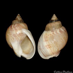 Nassariidae - Tritia mutabilis (Linné, 1758)