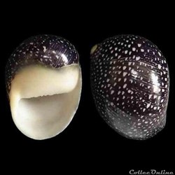 Neritidae - Nereina punctulata (Lamarck, 1816)