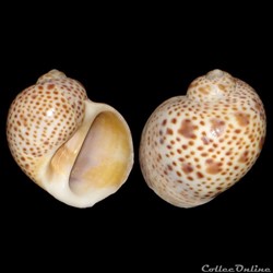 Naticidae - Natica multipunctata (Blainville, 1825)