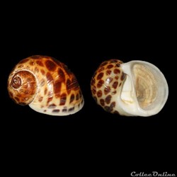 Naticidae - Natica acinonyx (Marche-Marchad, 1957)
