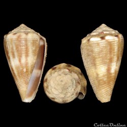 Conidae - Monteiroconus mus (Hwass in Bruguière, 1792)