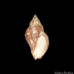 Muricidae - Stramonita canaliculata (Gray, 1839)