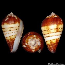Lautoconus (Varioconus) chytreus (Melvill, 1884)