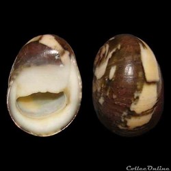 Neritidae - Vitta virginea (Linné, 1758)