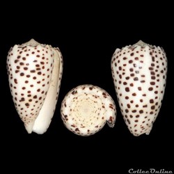 Puncticulis pulicarius (Hwass in Bruguière, 1792)