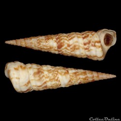Turritellidae - Turritella turbona (Monterosato, 1877)
