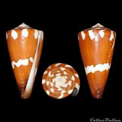 Strategoconus (Vituliconus) litoglyphus (Hwass in Bruguière, 1792)