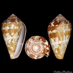 Lautoconus (Lautoconus) guinaicus (Hwass in Bruguière, 1792)