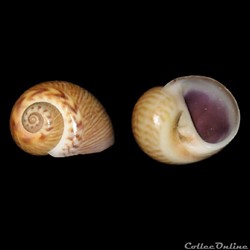 Naticidae - Natica collaria (Lamarck, 1822)