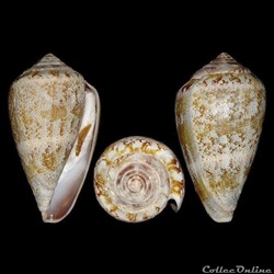 Conidae -  Lautoconus (Lautoconus) ventricosus (Gmelin, 1791)