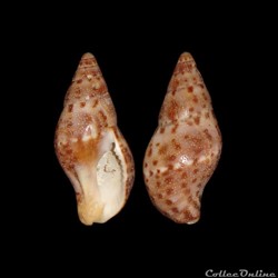 Pisaniidae - Pisania pusio (Linné, 1758)