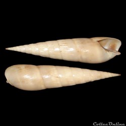 Terebridae - Impages cinerea (Born, 1778)