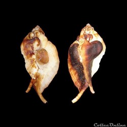 Muricidae - Jaton decussatus (Gmelin, 1791)