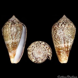 Lautoconus (Lautoconus) hybridus (Kiener, 1847)