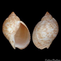 Tonnidae - Tonna pennata (Mörch, 1853)