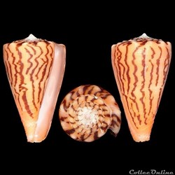 Ductoconus (Ductoconus) princeps (Linné, 1758)