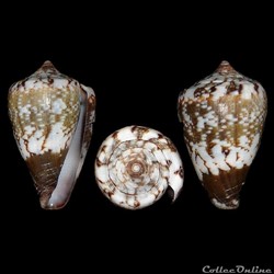 Lautoconus (Africonus) maioensis (Trovão, Rolán & Feliz-Alves, 1990)