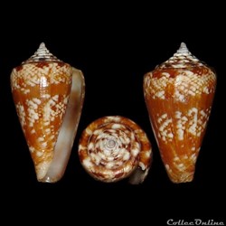 Lautoconus (Africonus) saragasae (Rolán, 1986)
