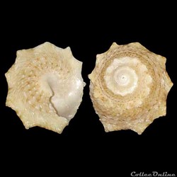 Turbinidae - Lithopoma brevispina (Lamarck, 1822)