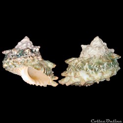 Turbinidae - Lithopoma caelatum (Gmelin, 1791)