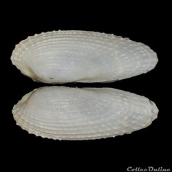 Pholadidae - Barnea candida (Linné, 1758)