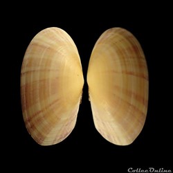 Psammobiidae - Gari depressa (Pennant, 1777)