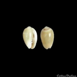 Cystiscidae - Gibberula secreta (Monterosato, 1889)