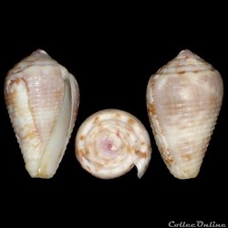 Pionoconus catus f. rubrapapillosus (Dautzenberg, 1937)