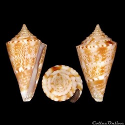 Conasprella aphrodite (Petuch, 1979)